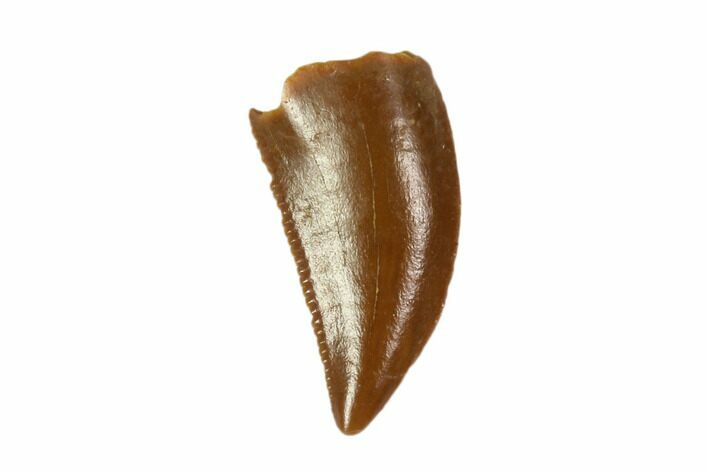 Raptor Tooth - Real Dinosaur Tooth #90088